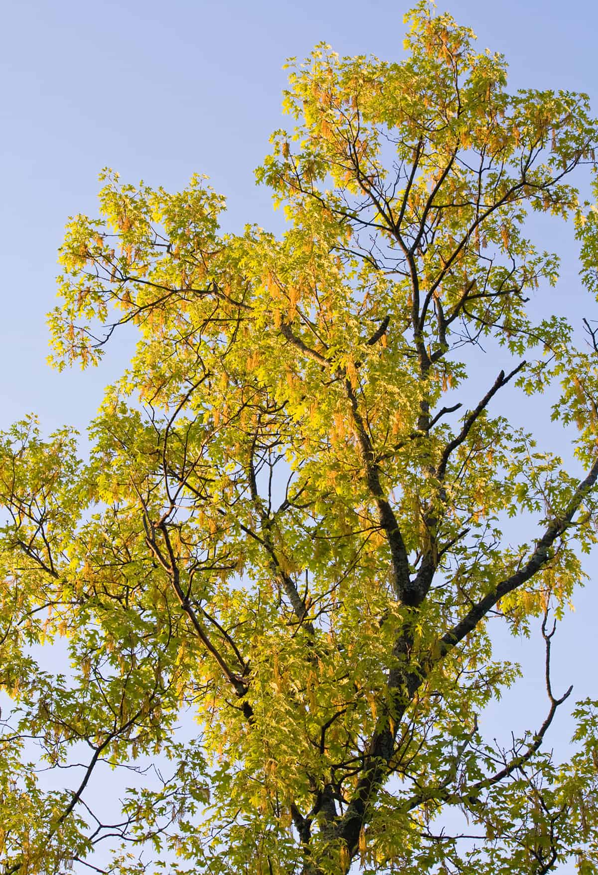 黑櫟樹，鵝毛櫟