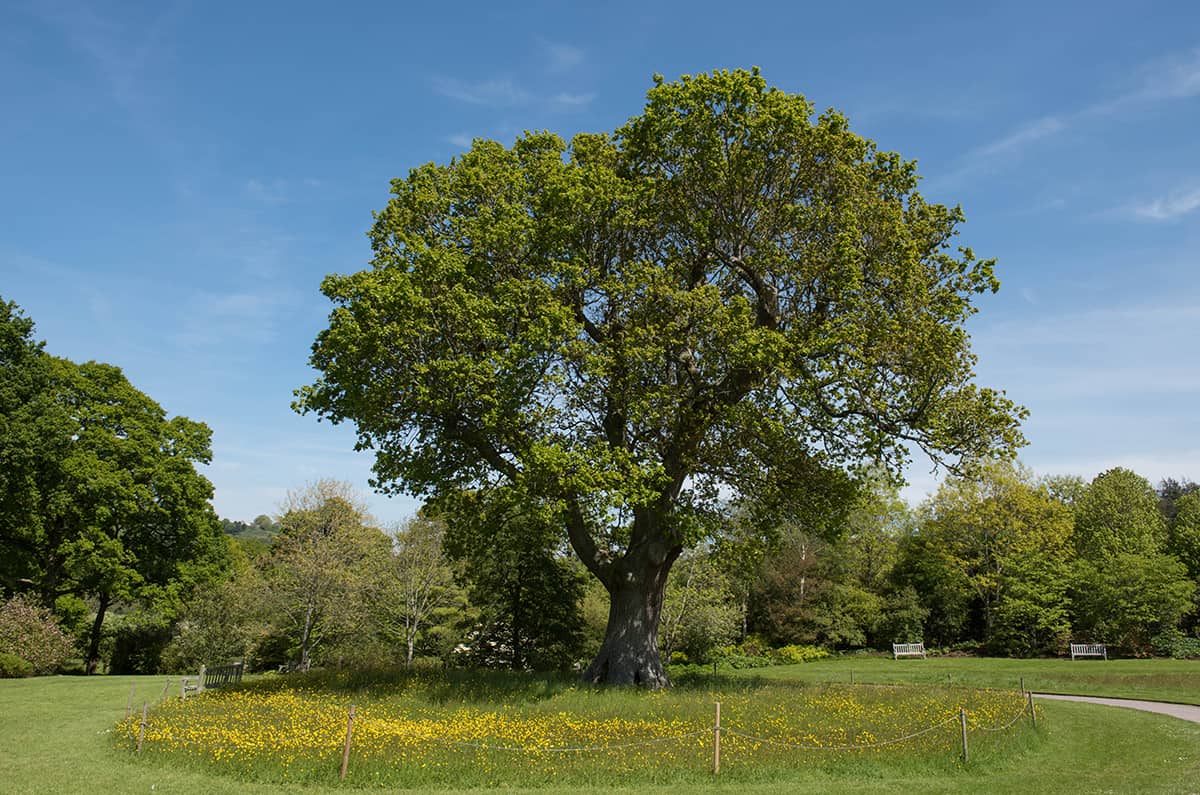 英國橡樹，櫟樹